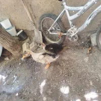 جوجه اردک 3ماهه