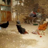 حیوانات
