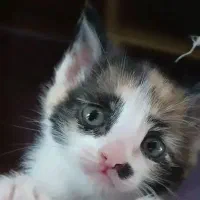 بچه گربه نی نی ناز واکسن زده و تمیز