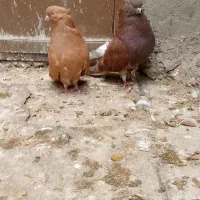 سرور کاکولی نوک ریز کله پفکی
