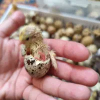 جوجه بلدرچین