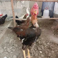 مرغ و خروس لاری