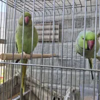 یه جفت ملنگو چلوندنی و رام