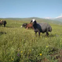 قوچ‌اصل‌شال