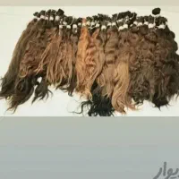 خریدار اصلی و صادرکننده موی طبیعی