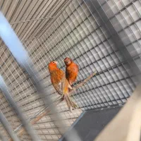قناری سرخ سوخته اصیل