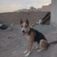 سگ ژرمن نر حرف گوش کن