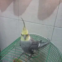 عروس هلندی نر