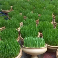 سبزه عید 1405