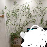 فروش گیاه پتوس رونده