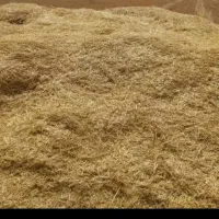 کاه گندم