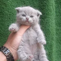 گربه ، اسکاتیش رنگ بلو و لیلاک