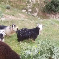 ساورین نر بز بره