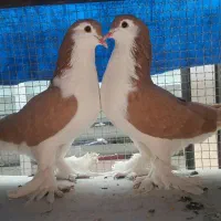 یک جفت لاهور