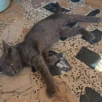 بچه گربه