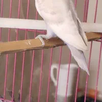کوتوله مارال