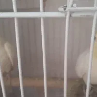 یک جفت عروس هلندی و۳ جوجه ۱ماهه وقفس وتجهزات