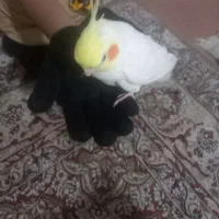عروس فروش یا معاوضه