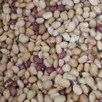 لوبیا چیتی قیمت۱۷۵
