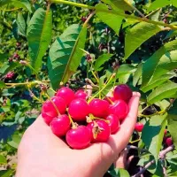 کارگرباغ وگلخانه
