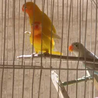 سه عدد طوطی فیشر هرکدوم ۹۵۰