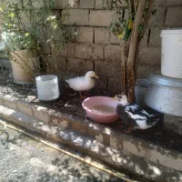 اردک