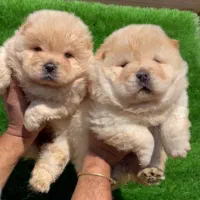 فروش توله چاوچاو اصیل و سالم