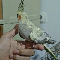 عروس هلندی