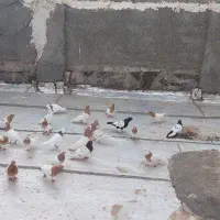 کفتر رنگه سرخس