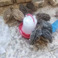 بلدرچین