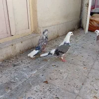 کفتر|پرنده|شهر ری, فیروزآباد|دیوار