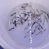 ماهی گوپی آکواریومی