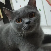گربه بلو ماده
