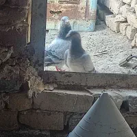 سوسکی سبز