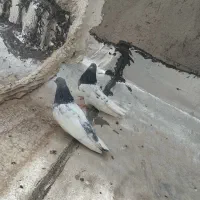 کبوتر