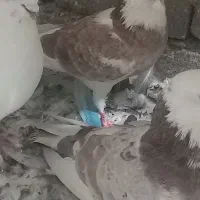 کفتر غریبگیری۹ تا یجا ۳ تومان