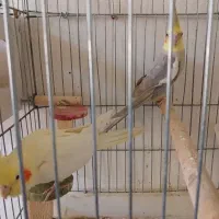 عروس هلندی مولد