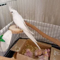 عروس هلندی با 5 جوجه