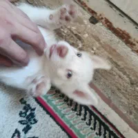 سگ مولاموت چشم آبی فروشی