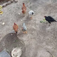 مرغ وخروس