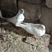 کبوتر
