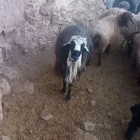 قوچ۳ساله