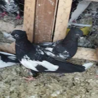 کبوتر کفتر جوجه