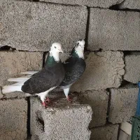 کفتر