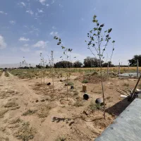باغ احمداباد مصدق