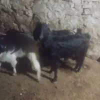 ی بزکهره دار آشتی ی کهره تیشترکشتی وی بزقصر