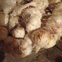 سیر|خوردنی و آشامیدنی|نورآباد, |دیوار