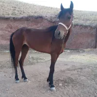 اسب