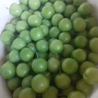 آلوچه
