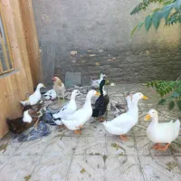 اردک تخمگذار